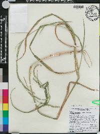 Urochloa plantaginea image