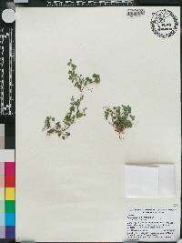 Desmodium triflorum image