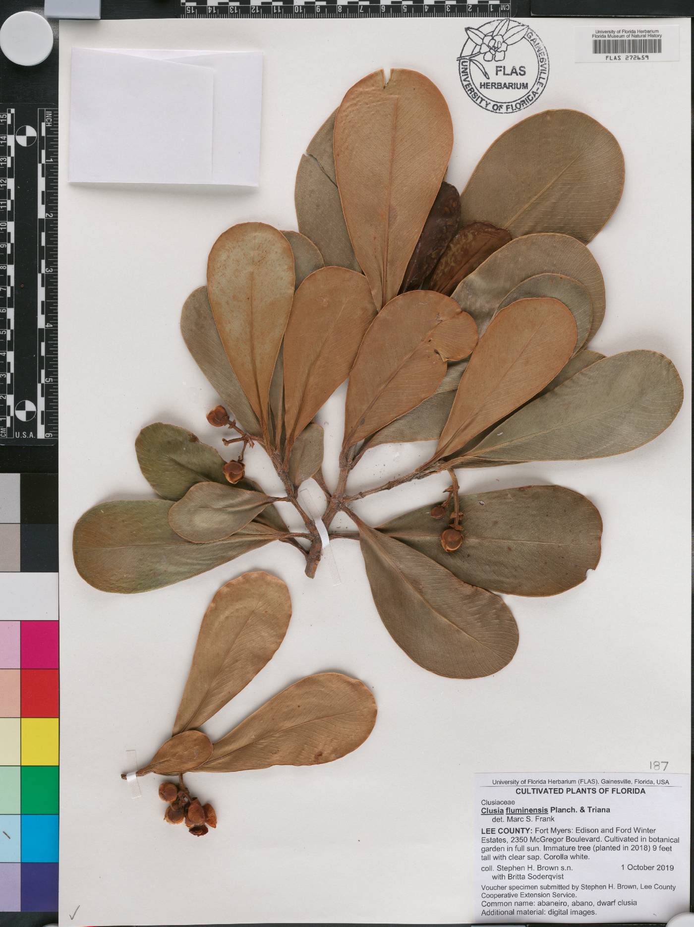 Clusia fluminensis image