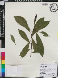 Elaeocarpus sylvestris image