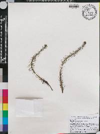 Myriophyllum variifolium image
