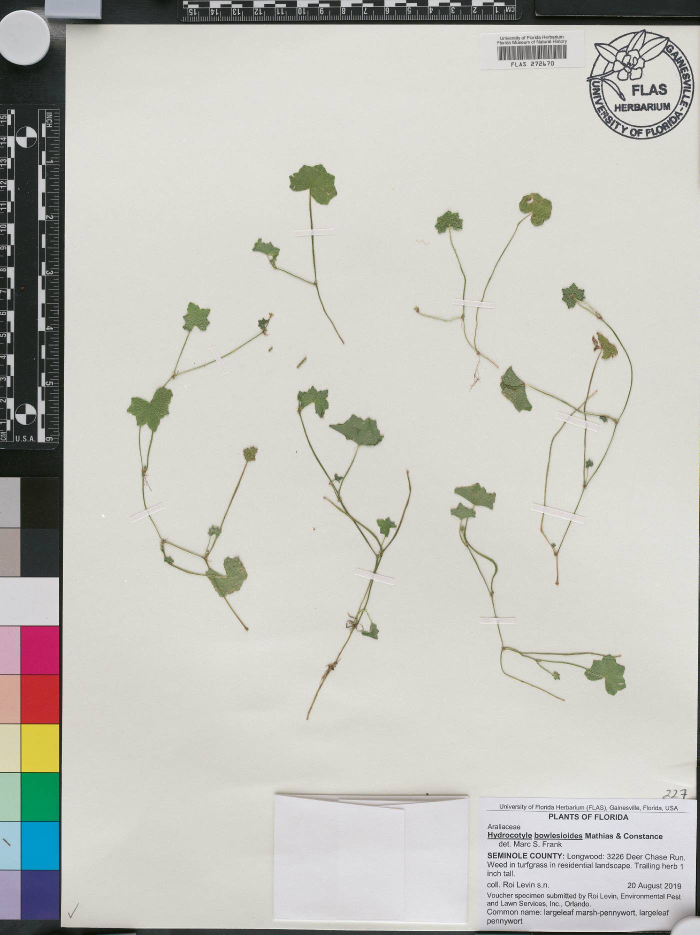 Hydrocotyle bowlesioides image