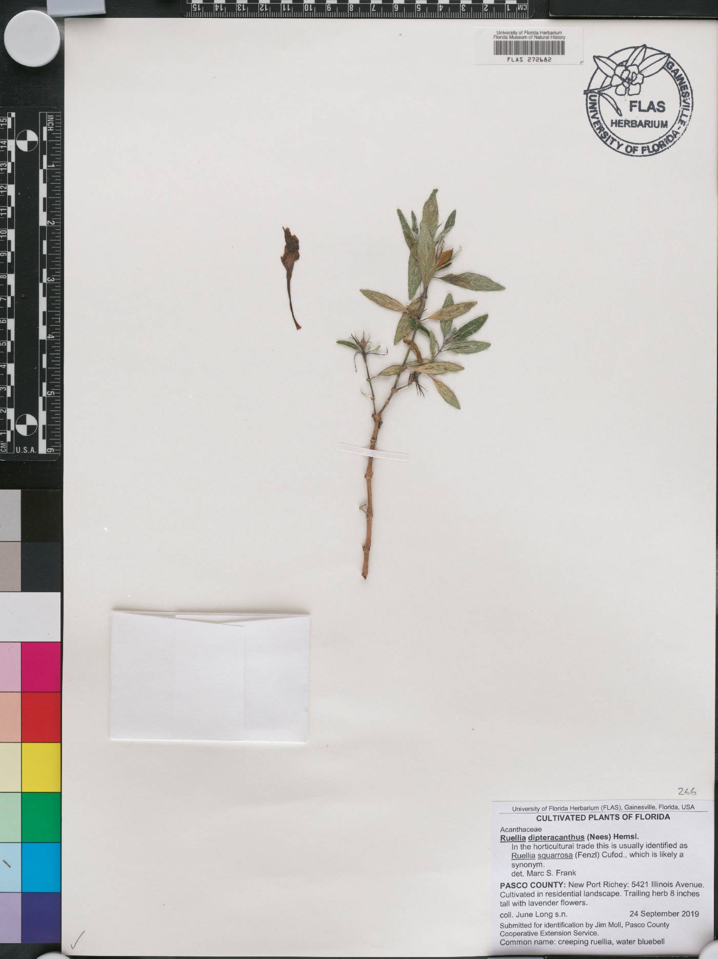 Ruellia dipteracanthus image