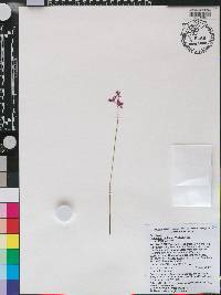 Calopogon barbatus image