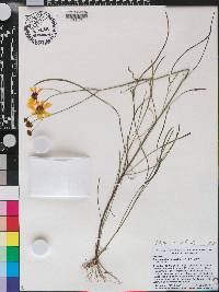 Coreopsis leavenworthii image