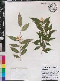 Camellia salicifolia image