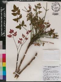 Nandina domestica image