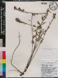 Lespedeza angustifolia image