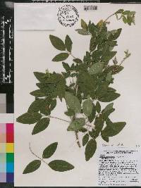 Lespedeza thunbergii image