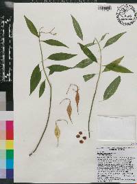 Asclepias perennis image