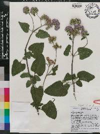 Ageratum conyzoides image