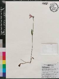 Pogonia ophioglossoides image