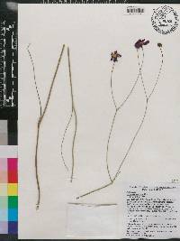 Coreopsis nudata image