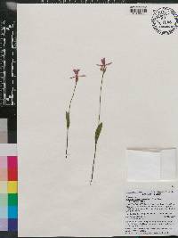 Pogonia ophioglossoides image