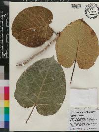 Ficus abutilifolia image
