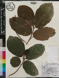 Ficus auriculata image