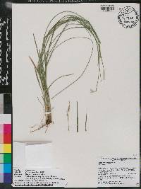 Carex bromoides image