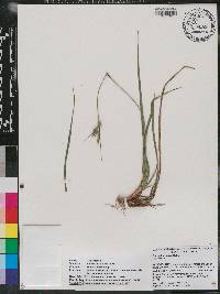 Carex dasycarpa image