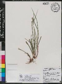 Carex dasycarpa image