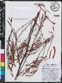 Pitcairnia paniculata image