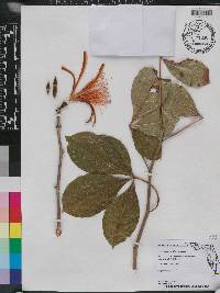 Pochota fendleri image