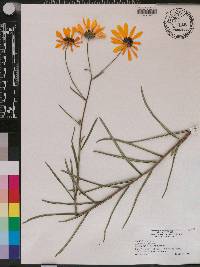 Helianthus angustifolius image