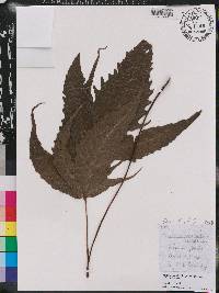 Tectaria heracleifolia image