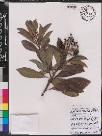 Ardisia escallonioides image