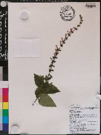Scutellaria altissima image