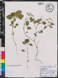 Euphorbia graminea image