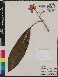 Plumeria alba image