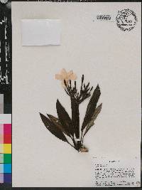 Plumeria alba image