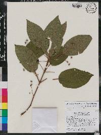 Miconia hispaniolica image