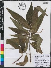 Piper acutifolium image