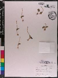 Ophioglossum crotalophoroides image