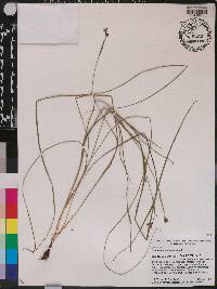 Nemastylis floridana image