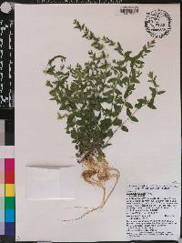 Scutellaria parvula image