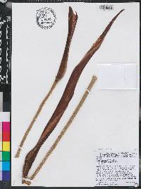 Lasia spinosa image
