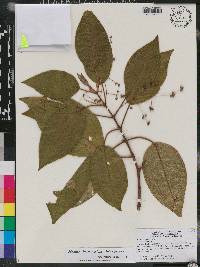 Miconia hispaniolica image