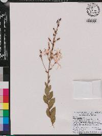 Bejaria racemosa image