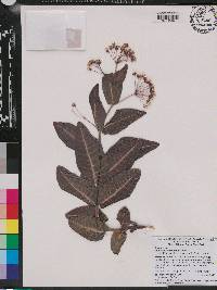 Asclepias humistrata image