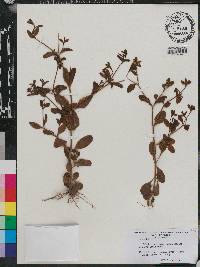 Sabatia calycina image