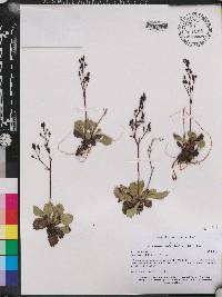 Micranthes calycina image
