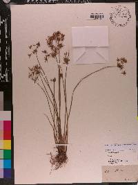 Cyperus haspan image