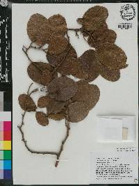 Coccoloba diversifolia image