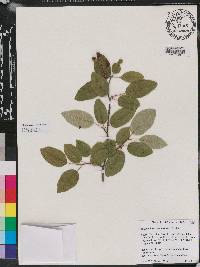 Amelanchier canadensis image