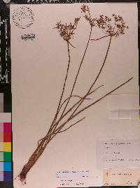 Cyperus haspan image