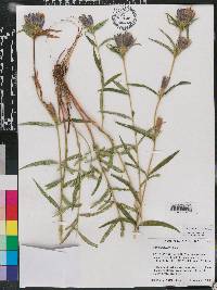 Gentiana linearis image