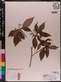 Psychotria nervosa image