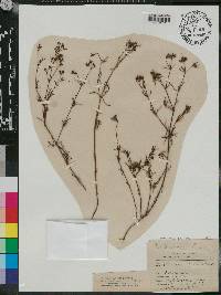 Houstonia floridana image